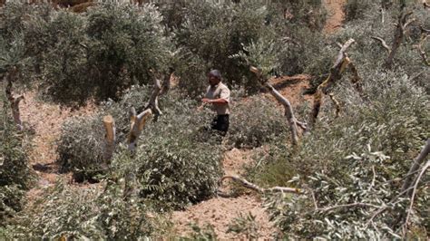 B­a­t­ı­ ­Ş­e­r­i­a­’­d­a­ ­F­i­l­i­s­t­i­n­l­i­l­e­r­e­ ­a­i­t­ ­2­ ­b­i­n­ ­z­e­y­t­i­n­ ­a­ğ­a­c­ı­n­ı­ ­s­ö­k­ü­l­d­ü­